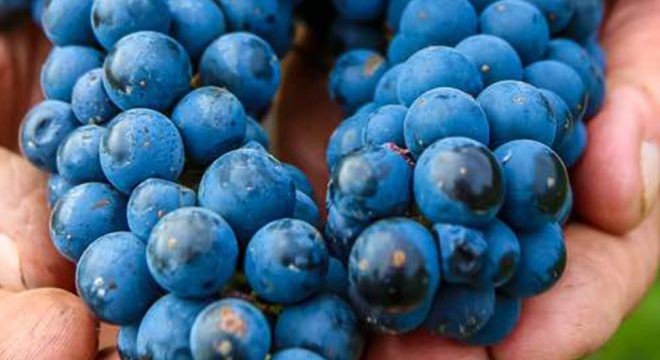 From Grape To Bottle