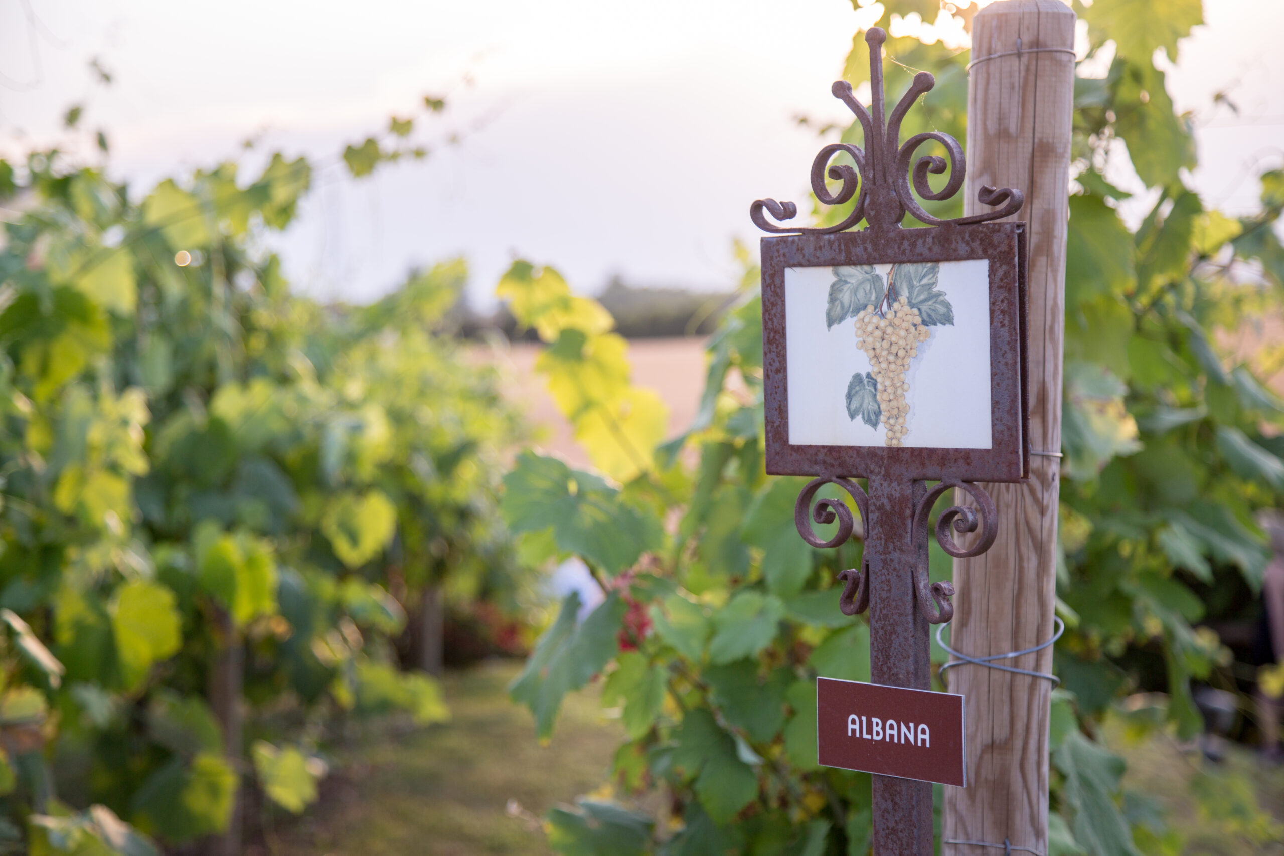 vigneto