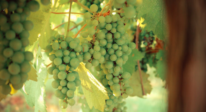 Aceto balsamico: ingredienti, valori nutrizionali, proprietà e benefici